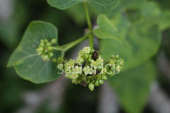 Jatropha curcas